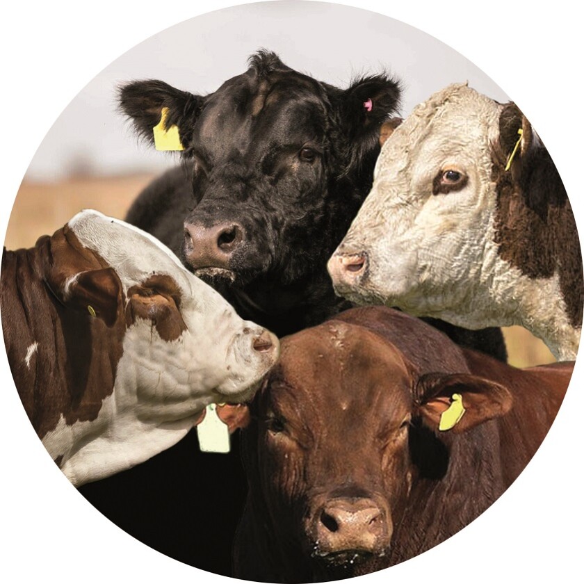 circulo-toros.jpg