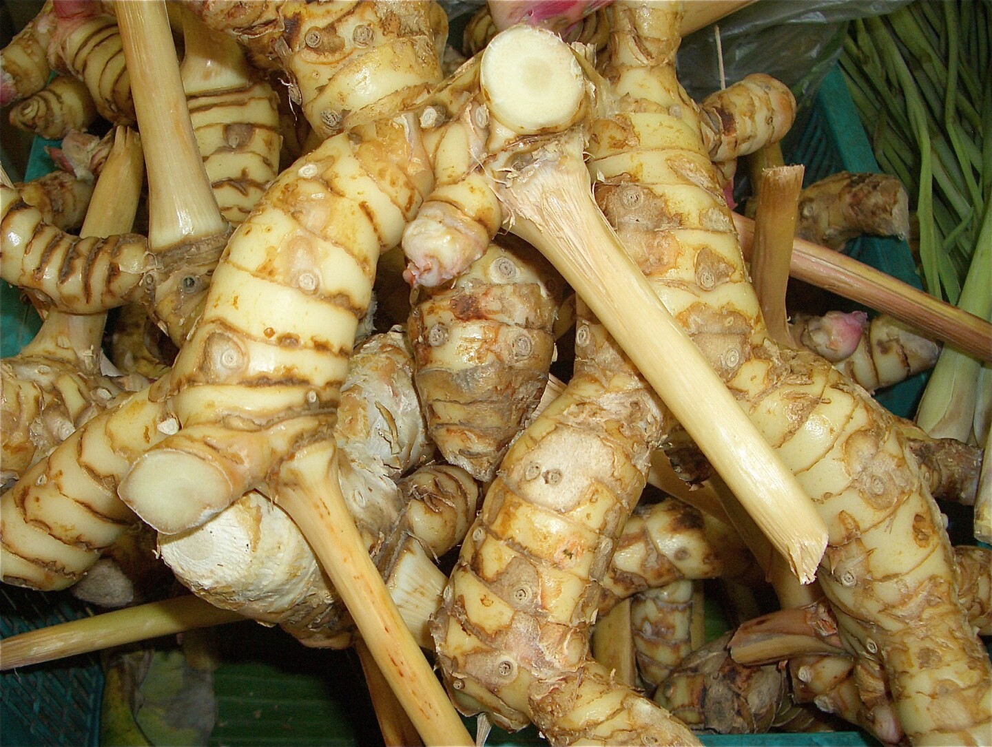 Galanga