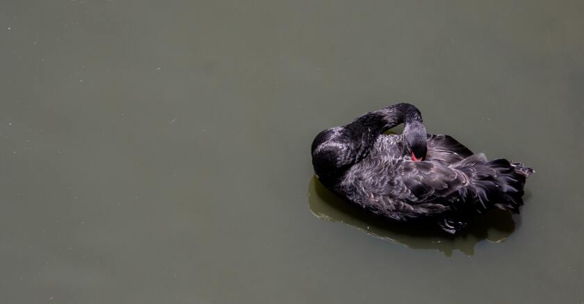 Cisne Negro