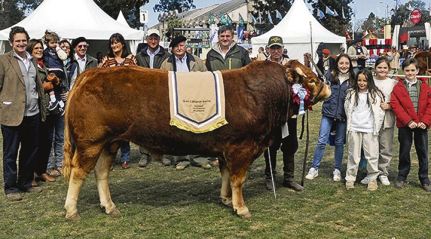 Limousin