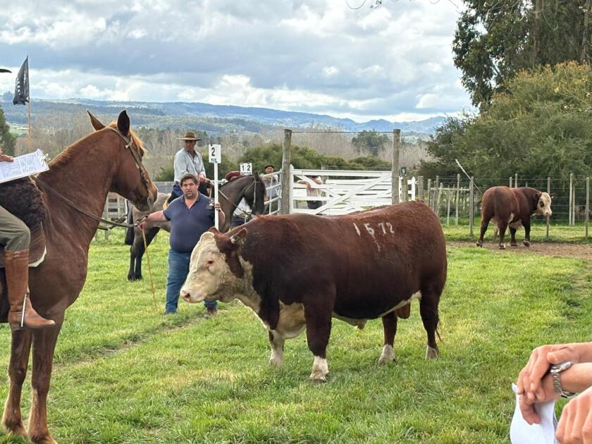 Toro Copa, RP 1572, del Tercer Mejor Lote PI de Santa Lucia, Santiago Effinger, en Expo Campanero.