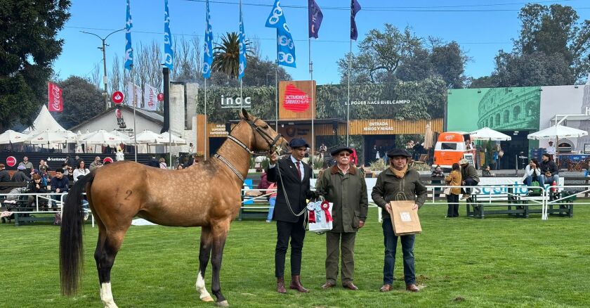 Gustavo Dos Santos junto al Gran Campeón Macho Akhal-Teke en la pista del Prado 2025, único ejemplar de la raza presentado este año.