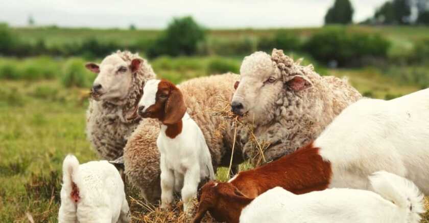 Guillermo Silveira y Gonzalo Ferrando son cuñados y productores de ovinos y caprinos de la zona de Cerrillos, Canelones. Son también productores pequeños, familiares, y son la primera generación de sus familias que trabajan también de otra cosa. Guillermo en Licenciado en Relaciones Internacionales y Gonzalo Tecnólogo Informático.
