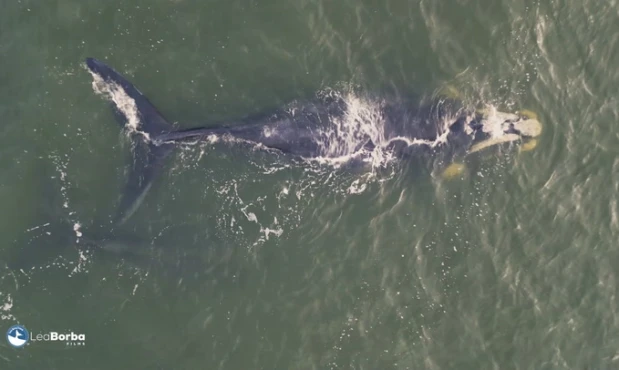 Ballenas en Rocha
