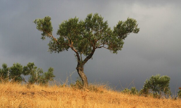 Árbol de oliva.jpg