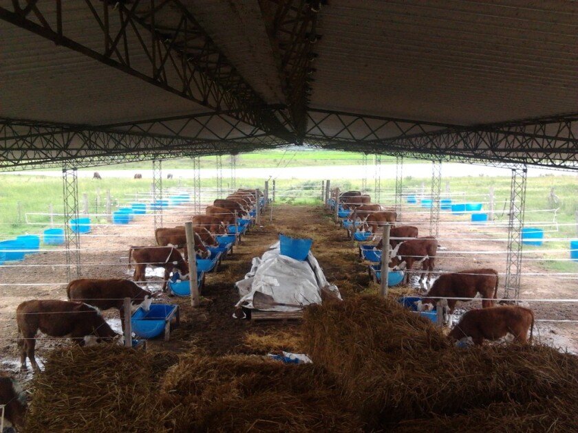 foto experimento terneros