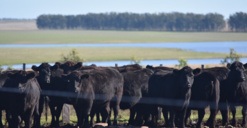 Gira Angus 2024 (15).jpeg