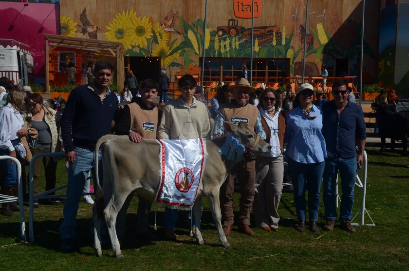 Gran Campeón Jersey Prado 2025.