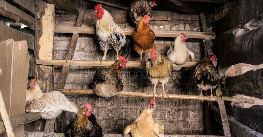 gallinero.jpg