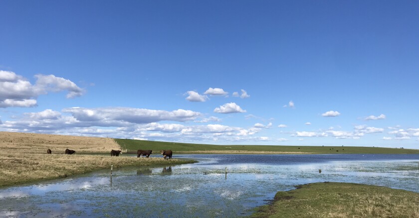 Campo, clima, tiempo, ganado, aguadas,