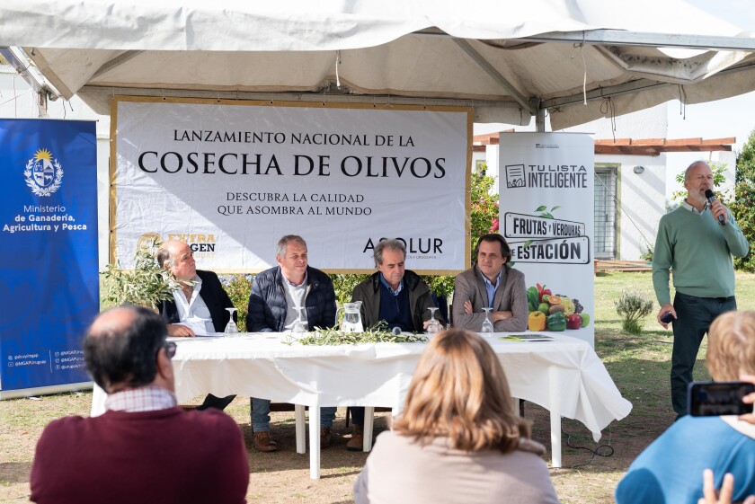 Lanzamiento nacional de la cosecha de olivos