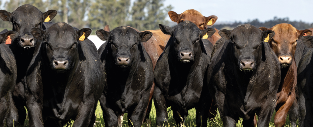 Potencia Angus ofrece 40 toros en su segundo remate