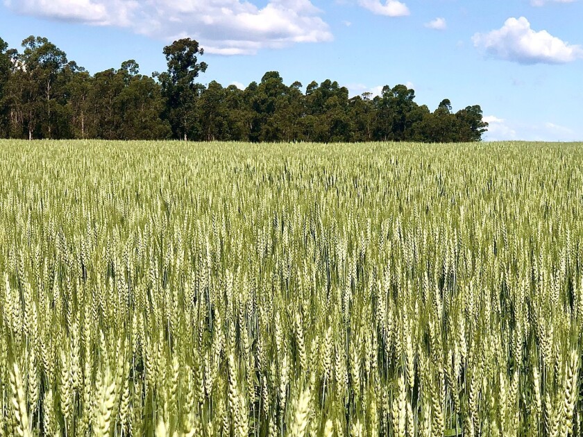 Cultivos de invierno.