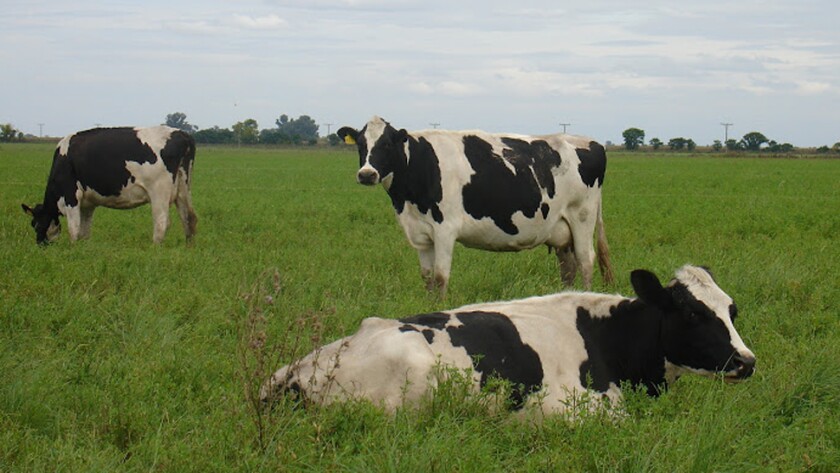 Vacas lecheras. El País.