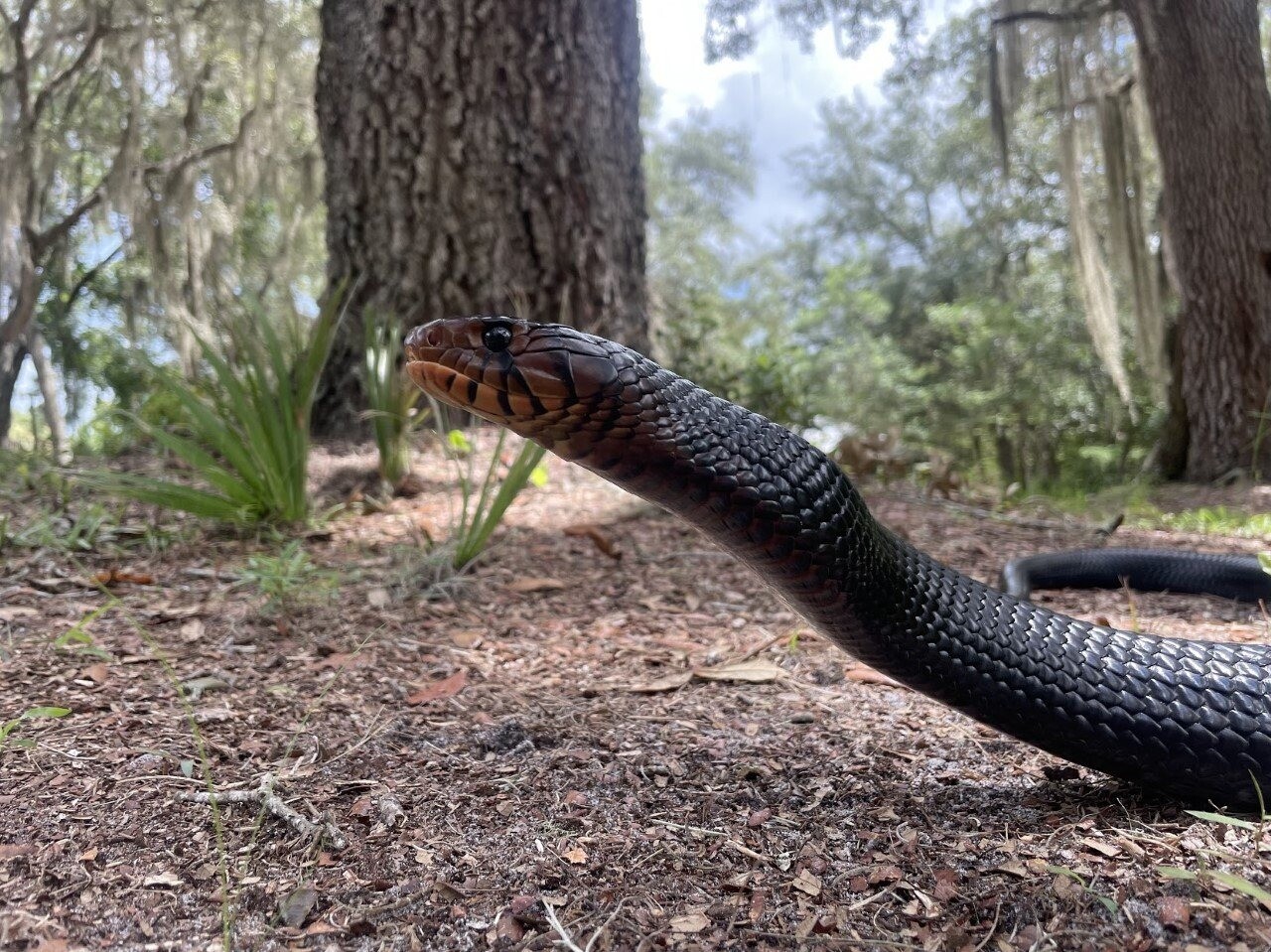 Serpiente índigo oriental.