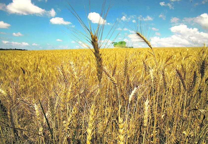 AFP - MIDEAST-ISRAEL-PALESTINIAN-FOOD-WHEAT - WAR - Israeli farmers harvest their wheat crop on April 30, 2008 in the fields near Kibbutz Be¿eri, on the border with Gaza Strip in southern Israel under heavy army protection (unseen). Israeli farmers are expanding the area of wheat cultivation, right up to the border fence with the Hamas-controlled territory. UN Secretary General Ban Ki-moon on 29 April ordered a top level task force to take on the global crisis caused by rising food prices and urged key producer nations to end export bans. Rising populations, strong demand from developing countries, increased cultivation of crops for biofuels and increasing floods and droughts have sent food prices soaring across the globe. AFP PHOTO/MENAHEM KAHANA MIDEAST-ISRAEL-PALESTINIAN-FOOD-WHEAT - Kibbutz Beeri - - - ISRAEL - mk/mcp. PLANTACION DE TRIGO EN ISRAEL, ESPIGA DE TRIGO , CEREALES