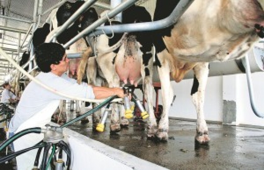 VACAS LECHERAS EN SALA DE ORDEÑE DE TAMBO DE CONAPROLE, GANADO HOLANDO, CD FOTOS CONAPROLE - GENTILEZA : CONAPROLE