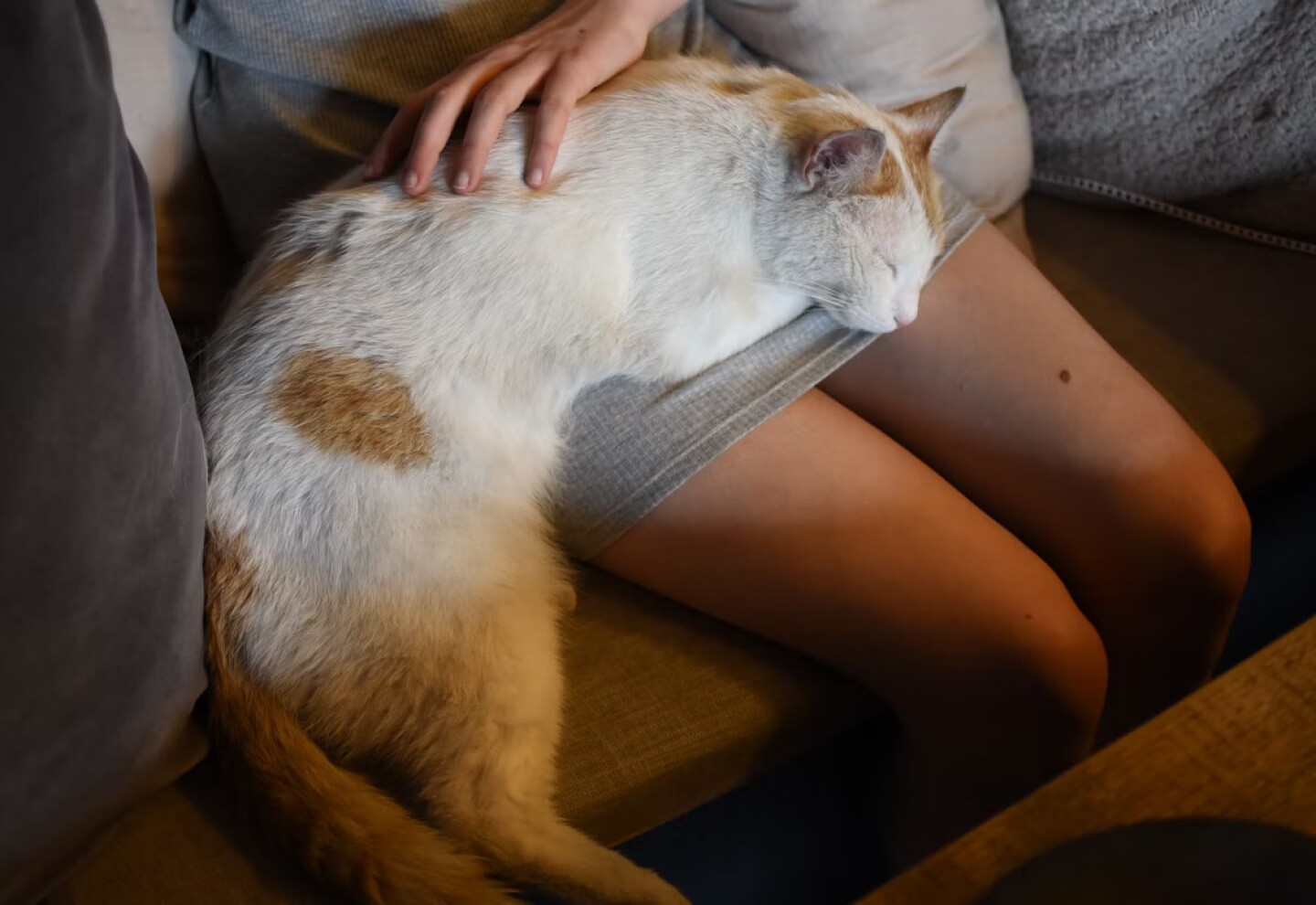 Gato.jpg