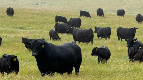 Gira ganadera de Selecta SRL.png