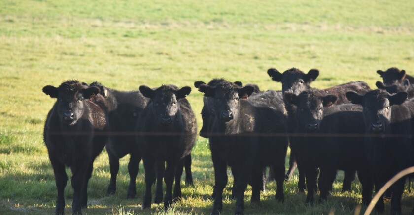 Ganado Angus en pradera.