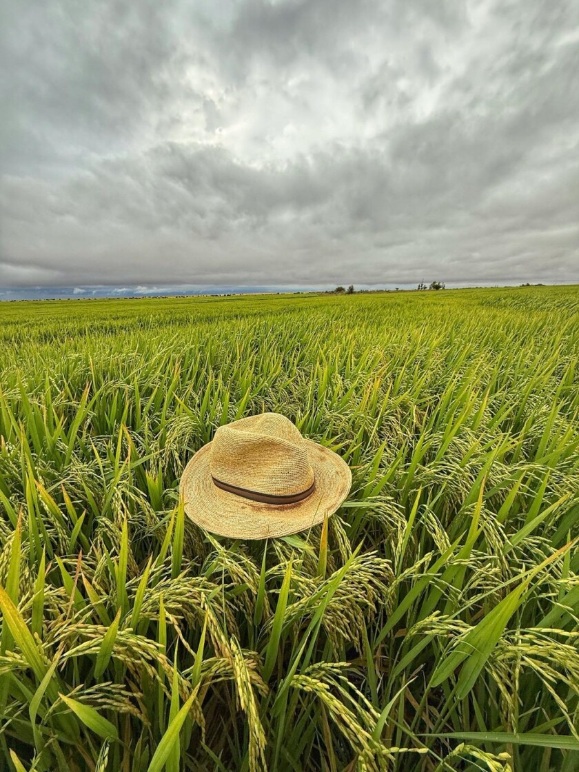 Chacra de arroz - Cio de Souza.