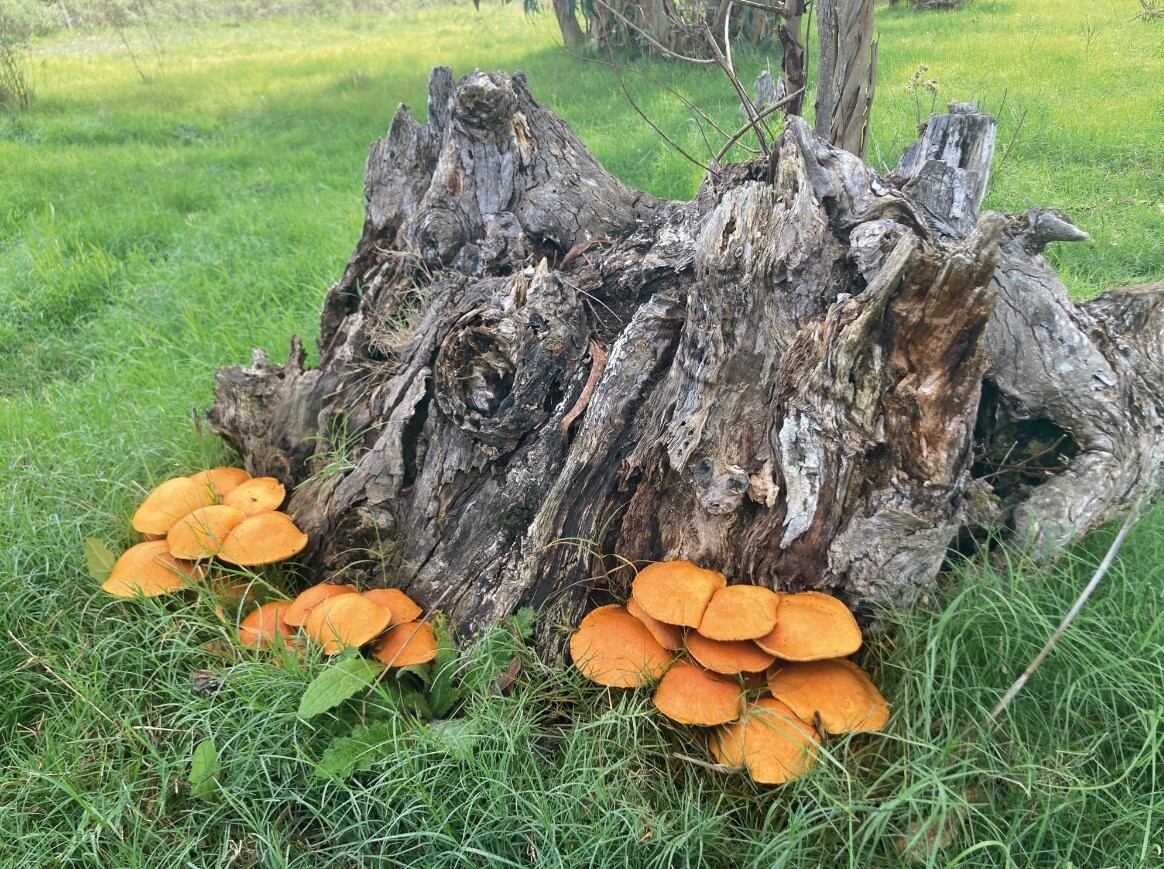 Hongo del eucaliptus