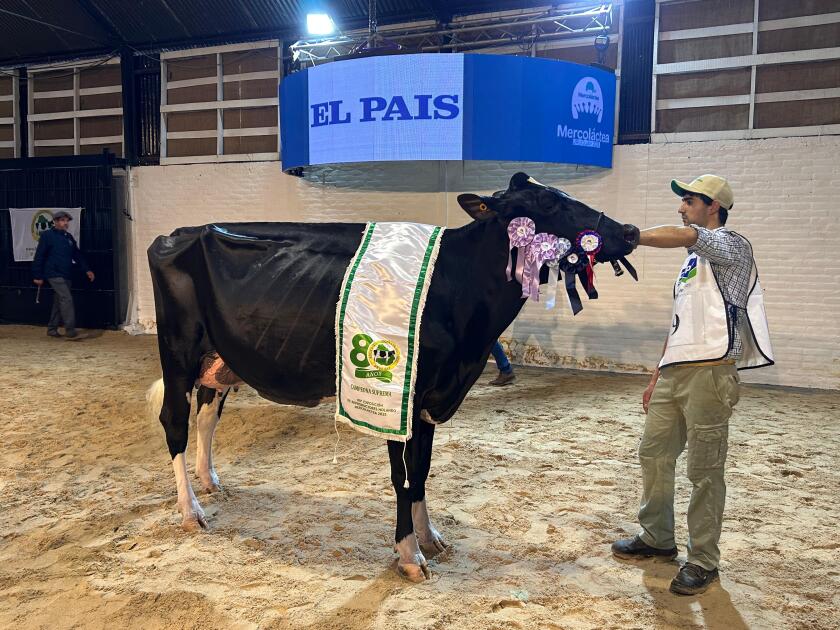 Campeona Suprema de la raza Holando.jpg