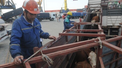 Exportacion de ganado vacuno