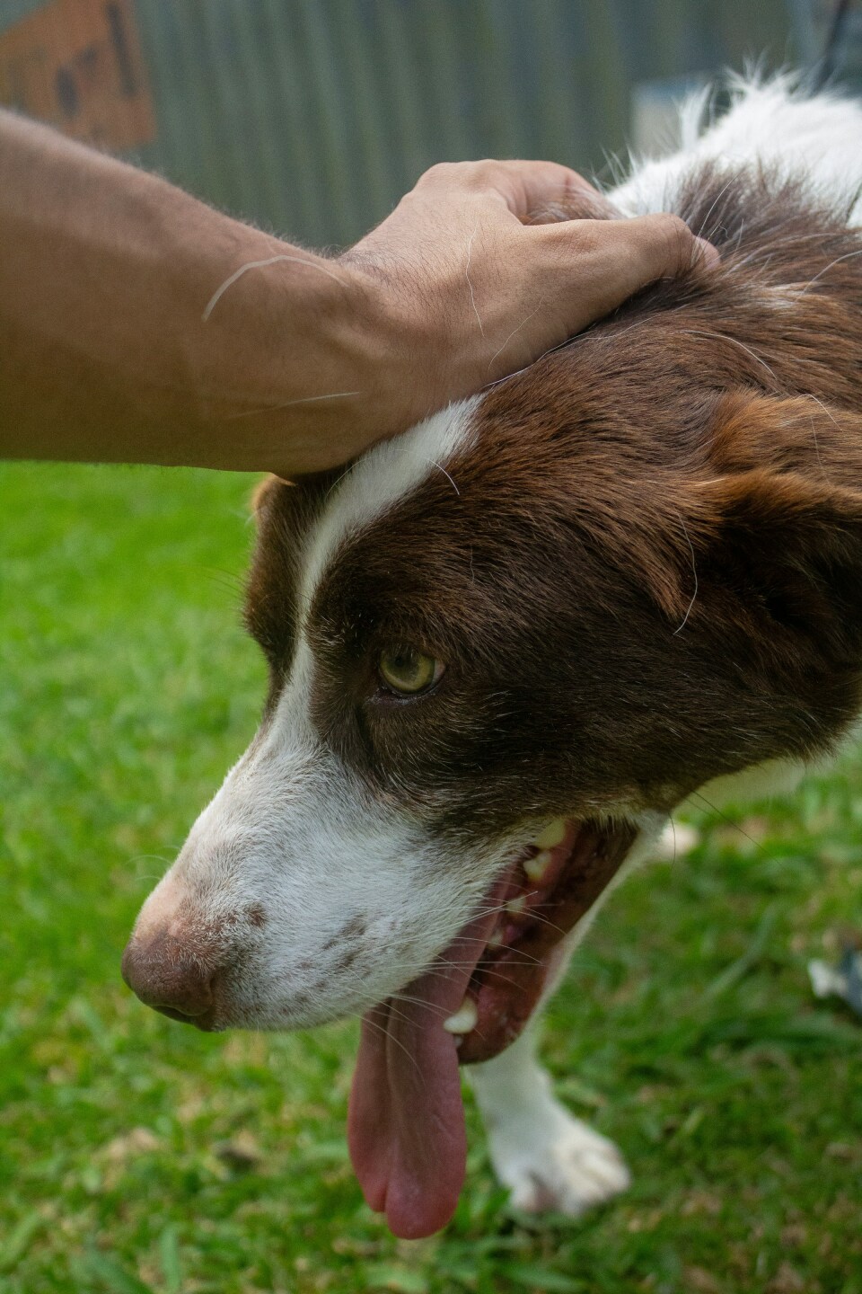 Caricia a perro.jpg