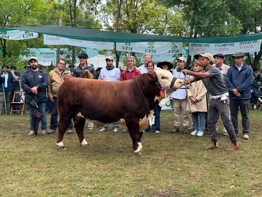 Gran Campeón Polled Hereford Expo Durazno 2025