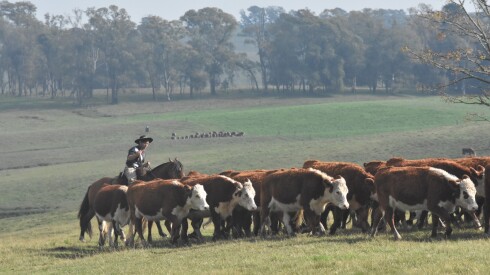 Ganado Hereford.