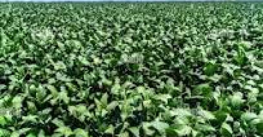 Cultivo de soja en Brasil.