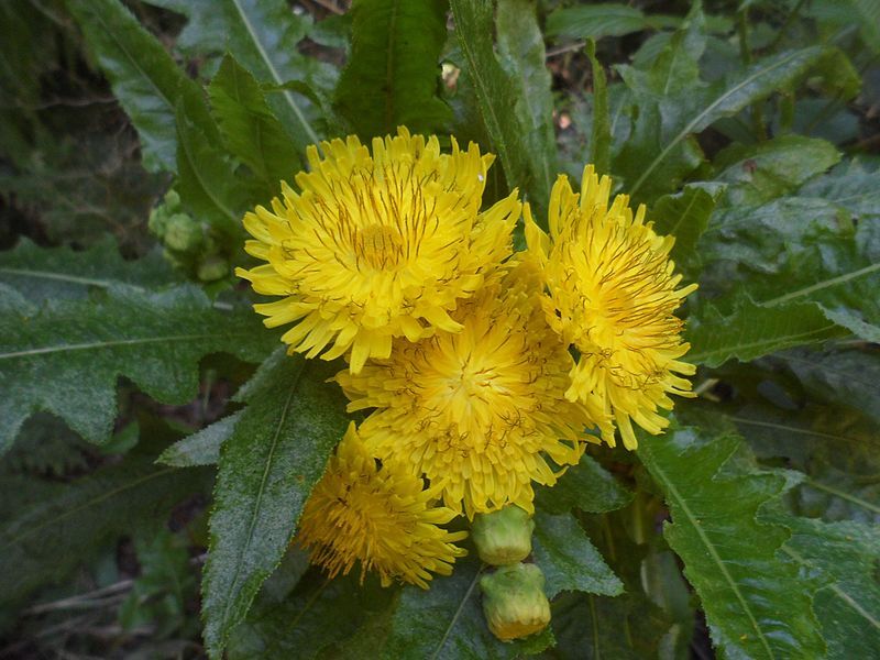 Planta de diente de león.jpg