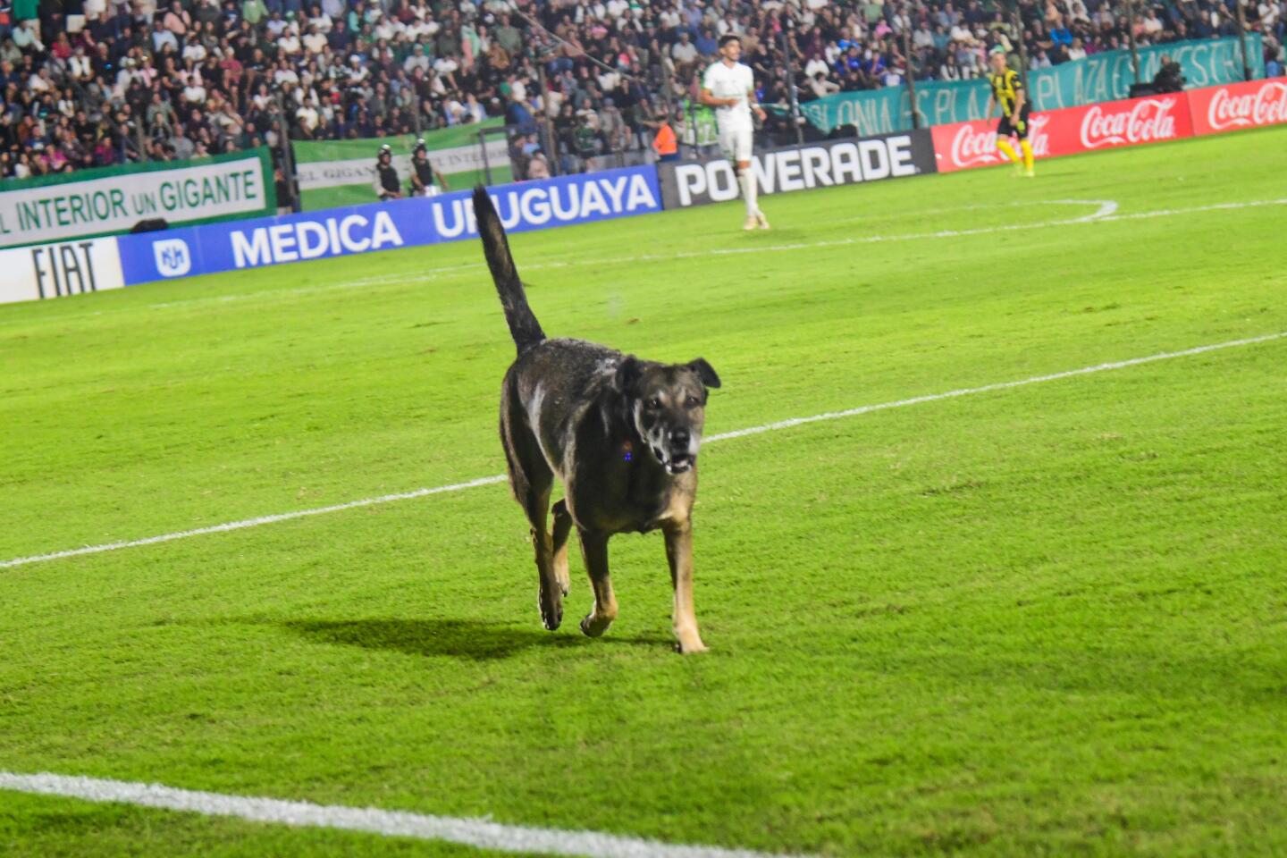 Un perro ingresó al estadio Alberto Suppici en pleno Plaza Colonia vs. Peñarol.