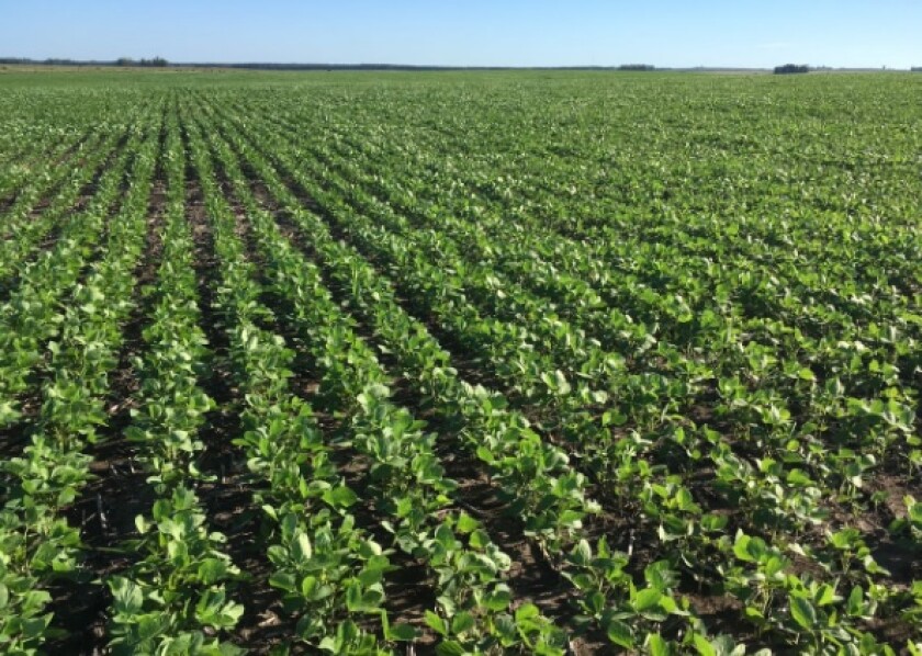 Soja en Guichón, Paysandú. Foto: Agrocentro.