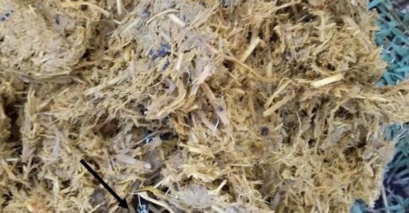 Ovino: contenido ruminal con presencia del escarabajo