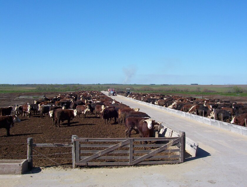 Feed lot.jpg