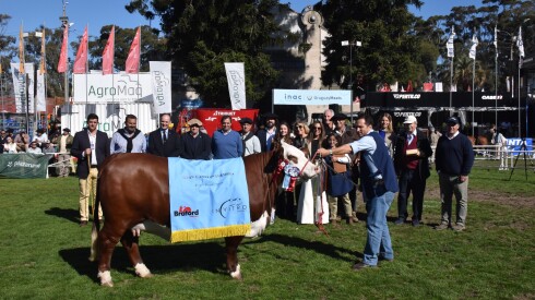 Gran Campeona Hembra Braford de Cerro Toro y Ganagrin.jpeg