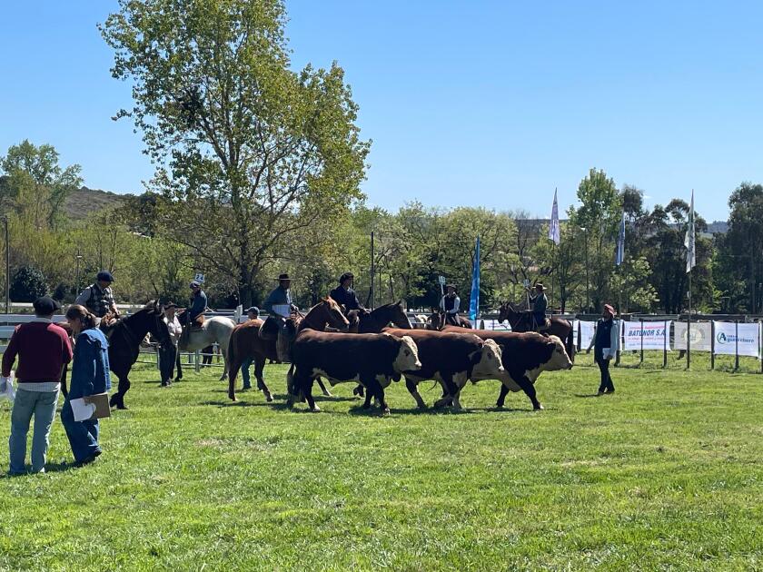 Lote Campeón de Doña Elisa.