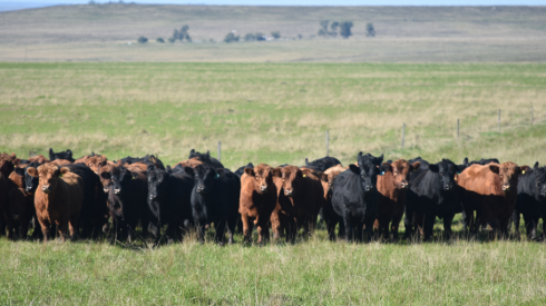 Toros Angus en campo.