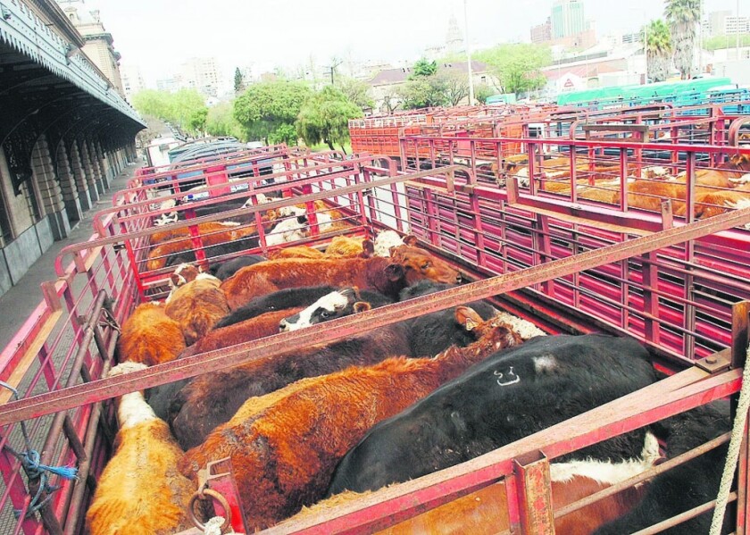 Ganado Vacuno