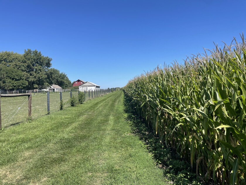 Maíz en Illinois