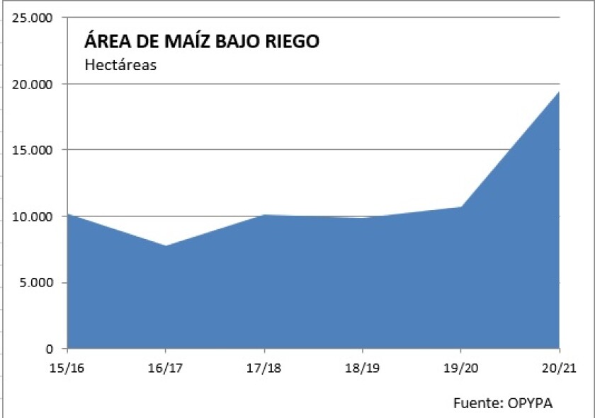 Area de maíz bajo riego.jpg