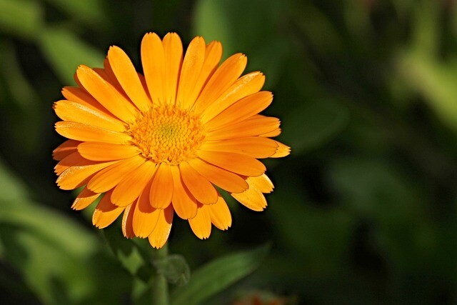 marigold-2666877_640.jpg