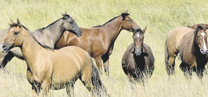 caballos-wha.jpg