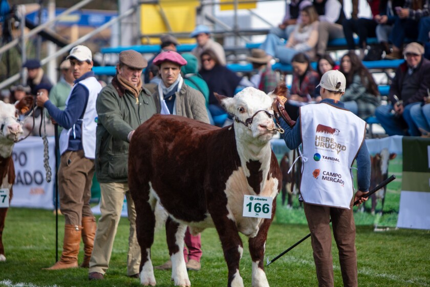 Campeonato_Novillos 3.jpg