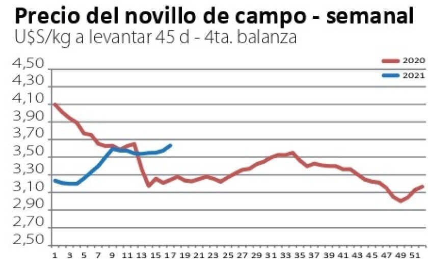 novillo.jpg