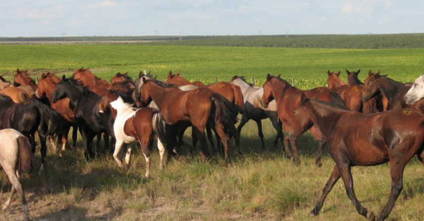 Uruguay recibió la habilitación de Qatar para exportar equinos y bovinos en pie