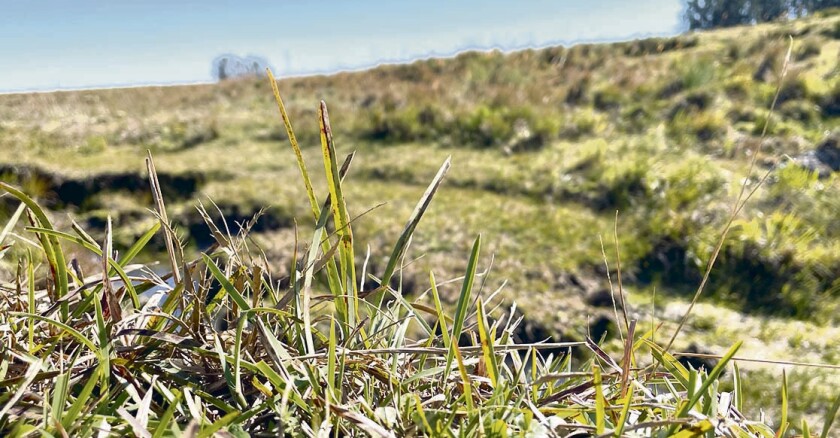 Campo