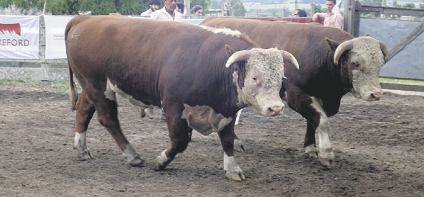 imagen-toros-valle-chico.jpg